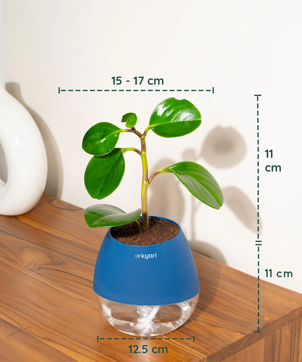 Product image 85