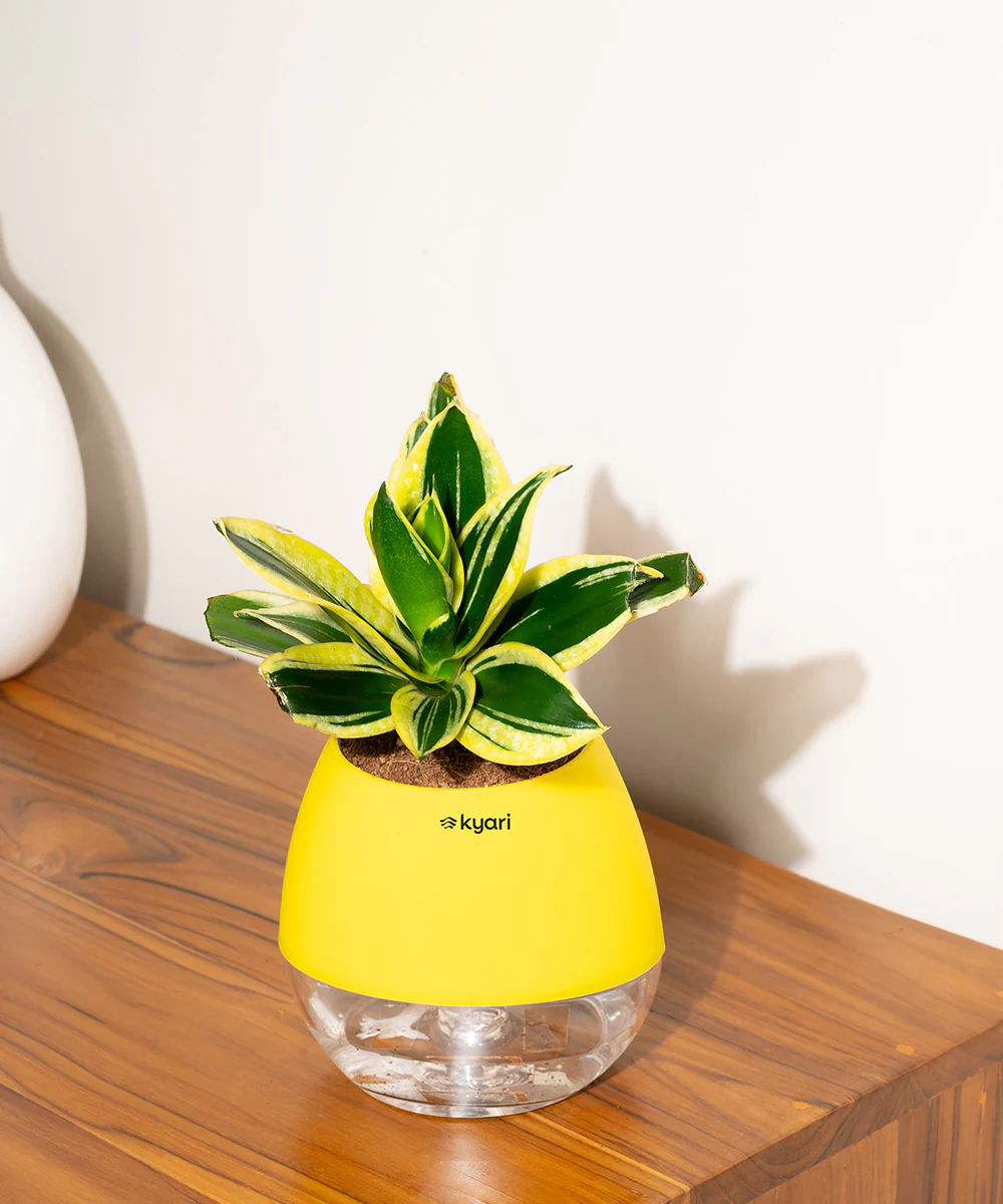 Product image 100