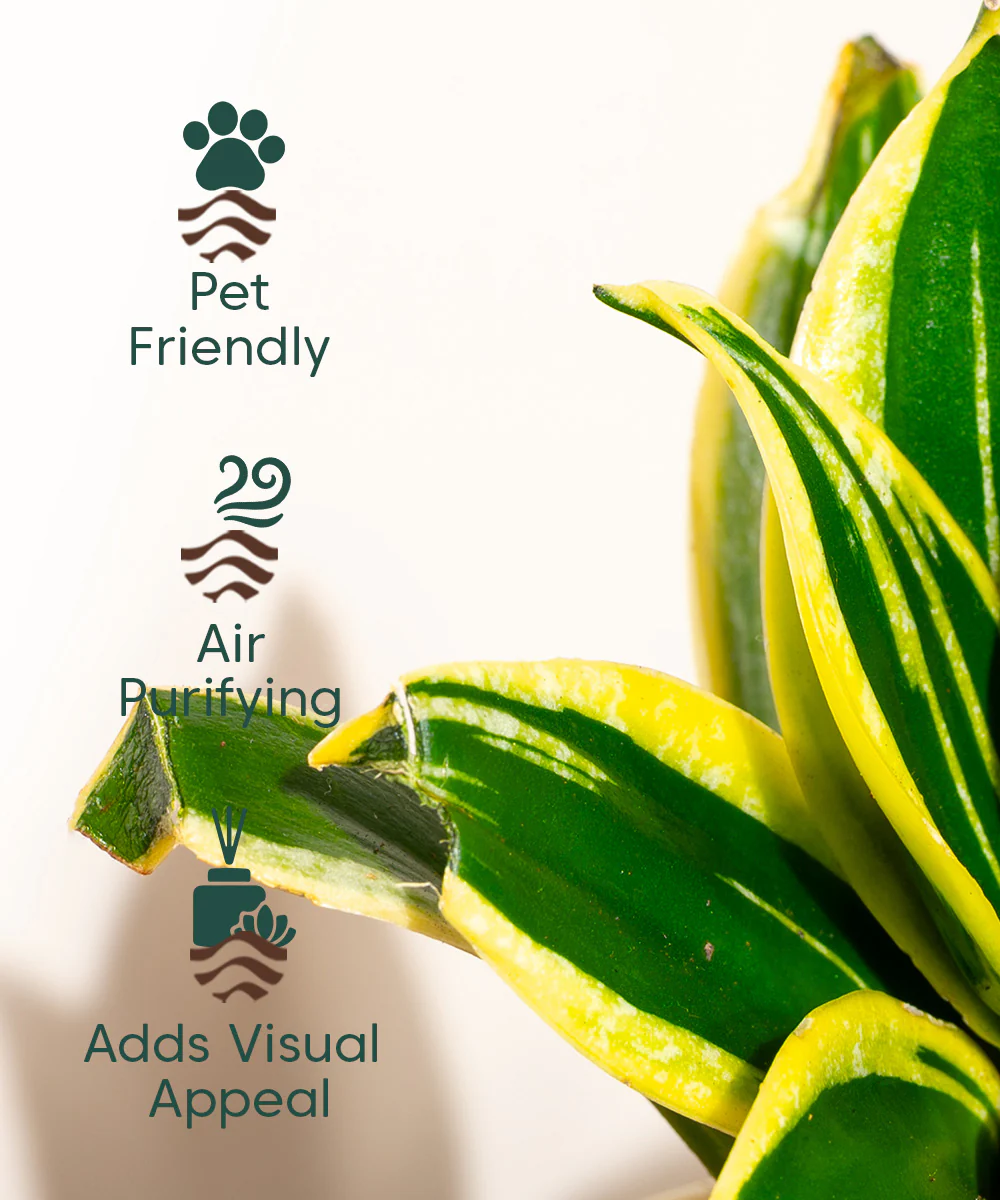 Product image 104