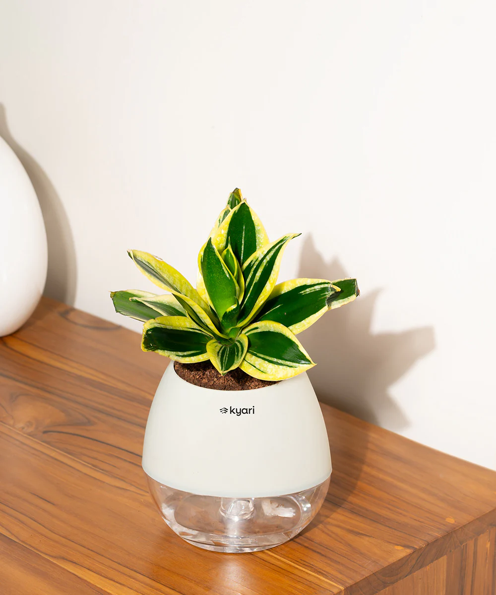 Product image 68