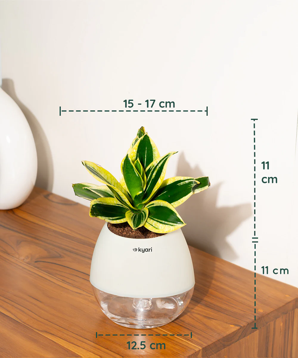 Product image 71