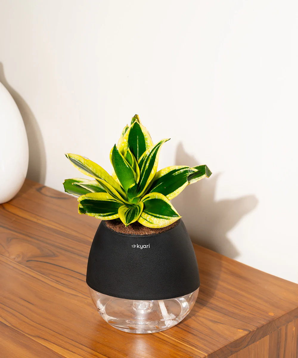 Product image 76