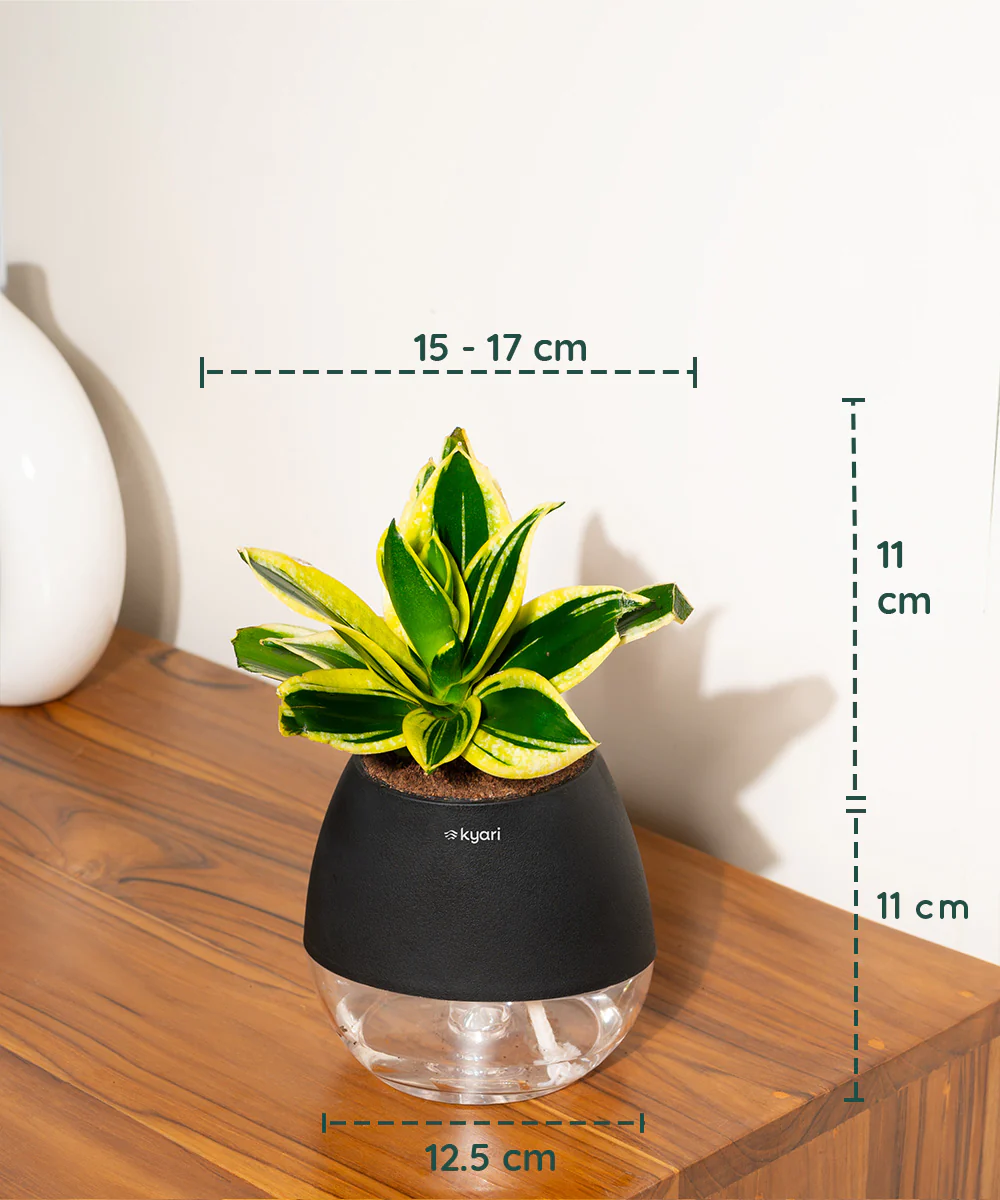 Product image 79
