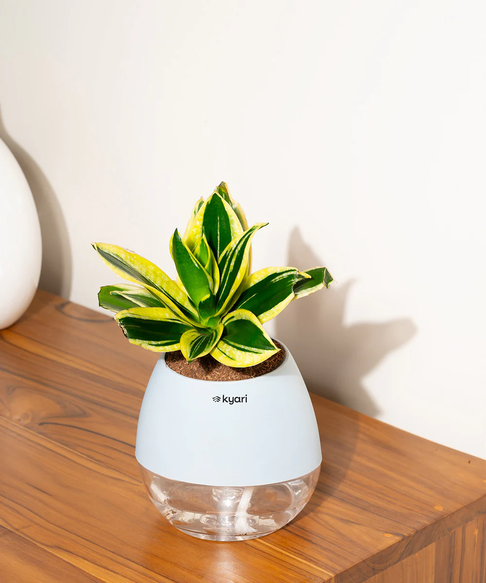 Product image 84