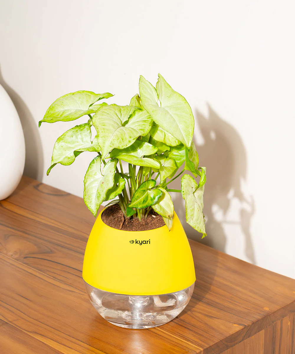 Product image 100
