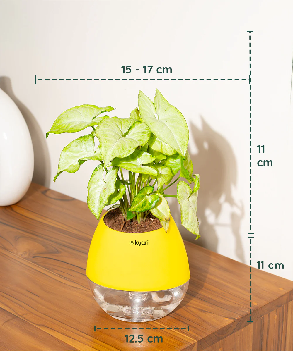 Product image 101