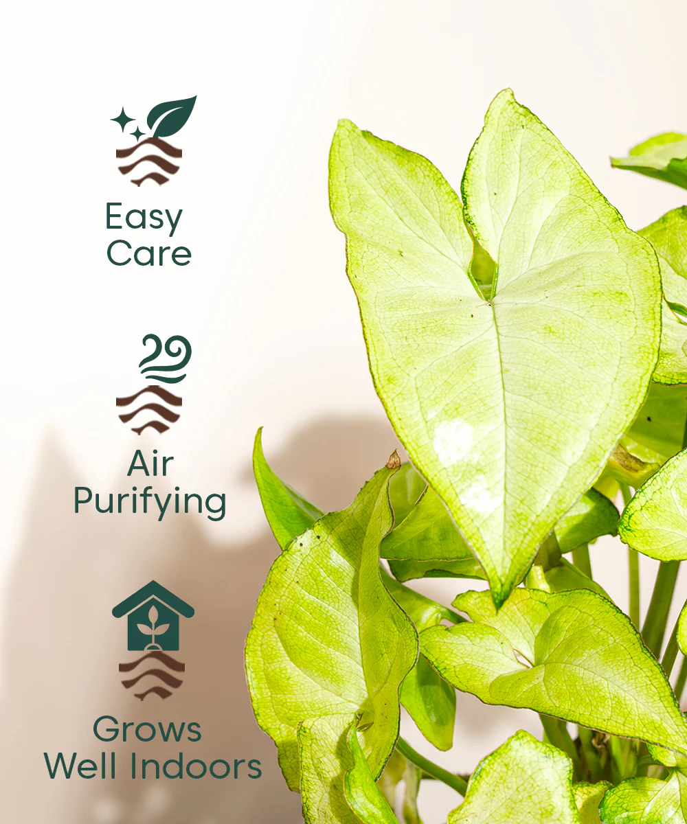 Product image 106