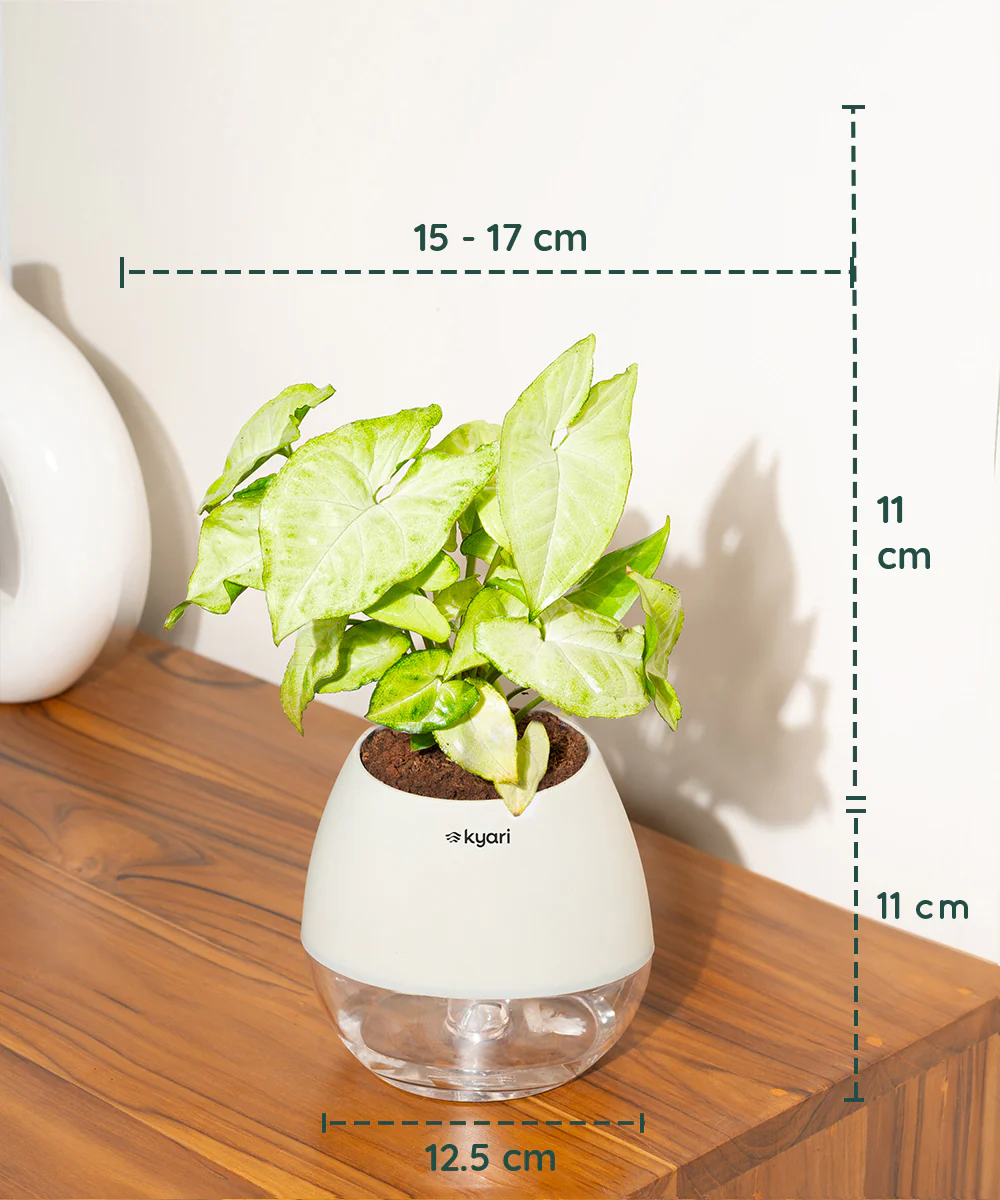 Product image 75