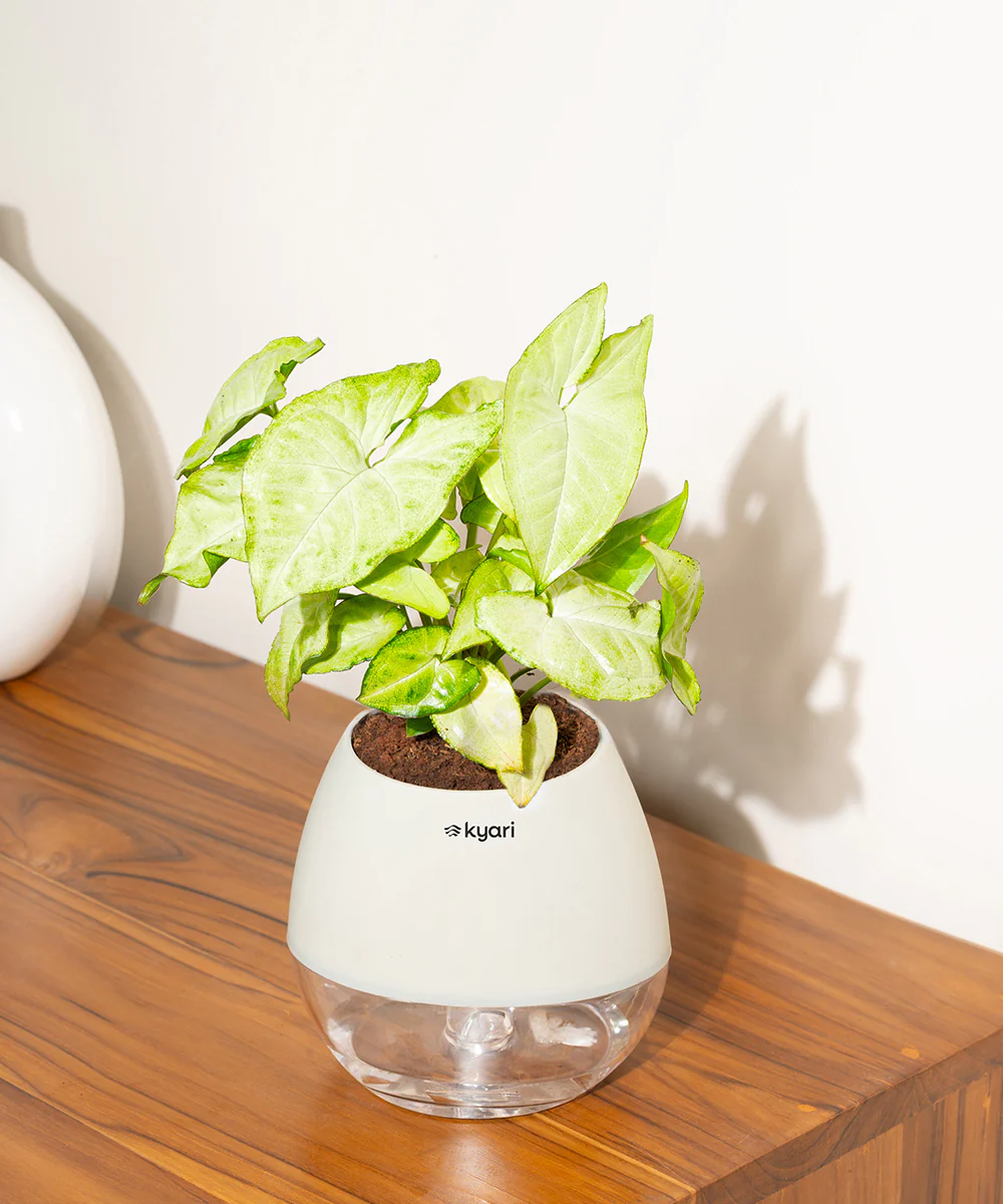 Product image 79