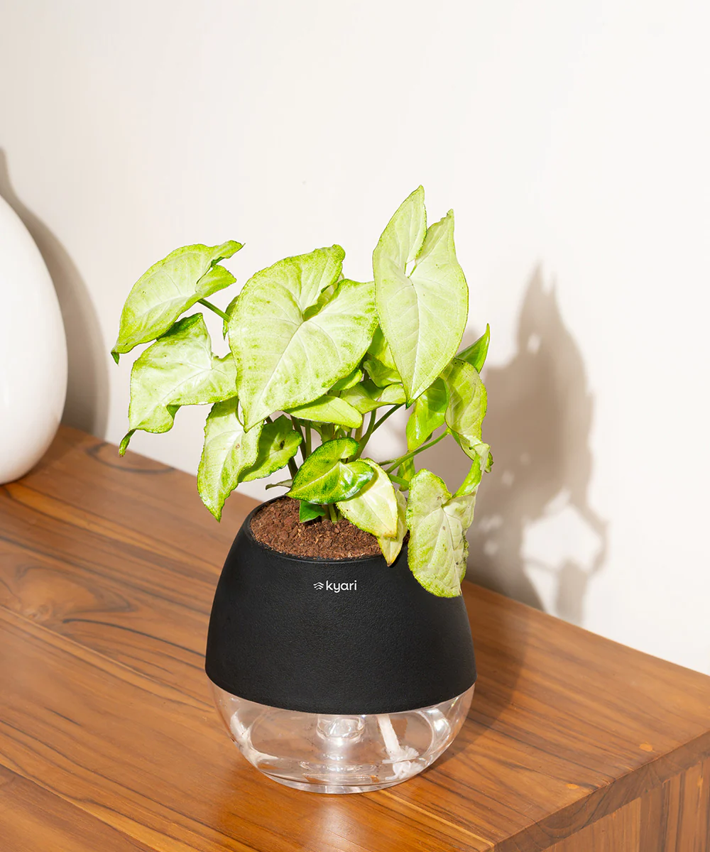 Product image 84