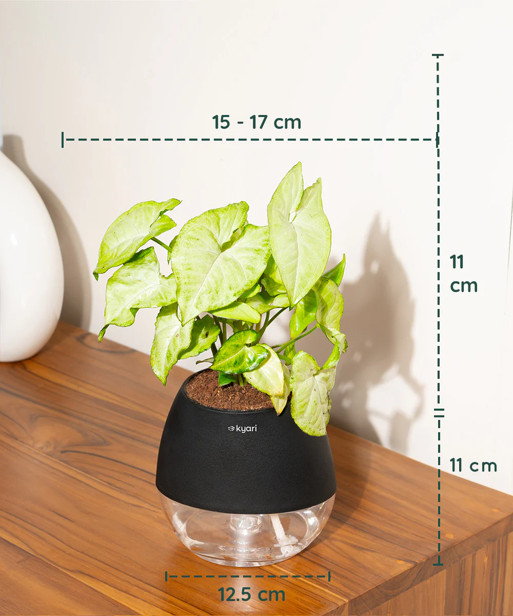 Product image 85