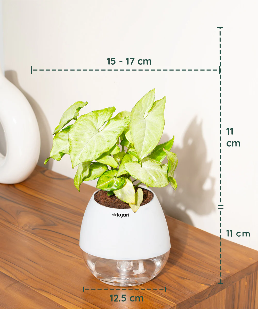 Product image 93