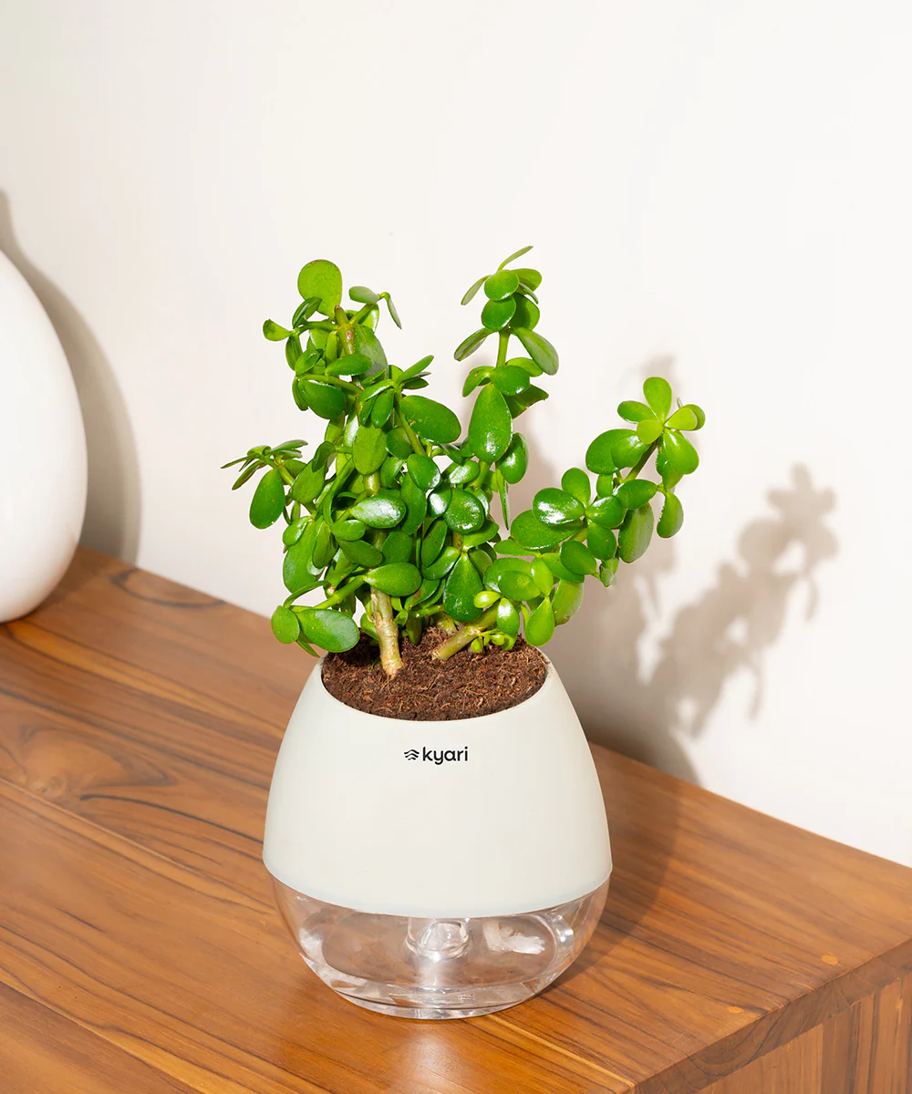 Product image 104
