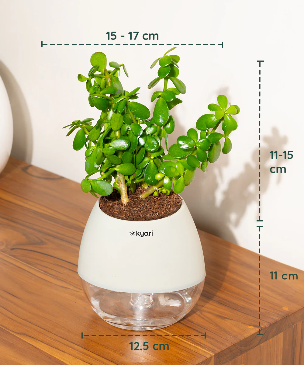 Product image 107
