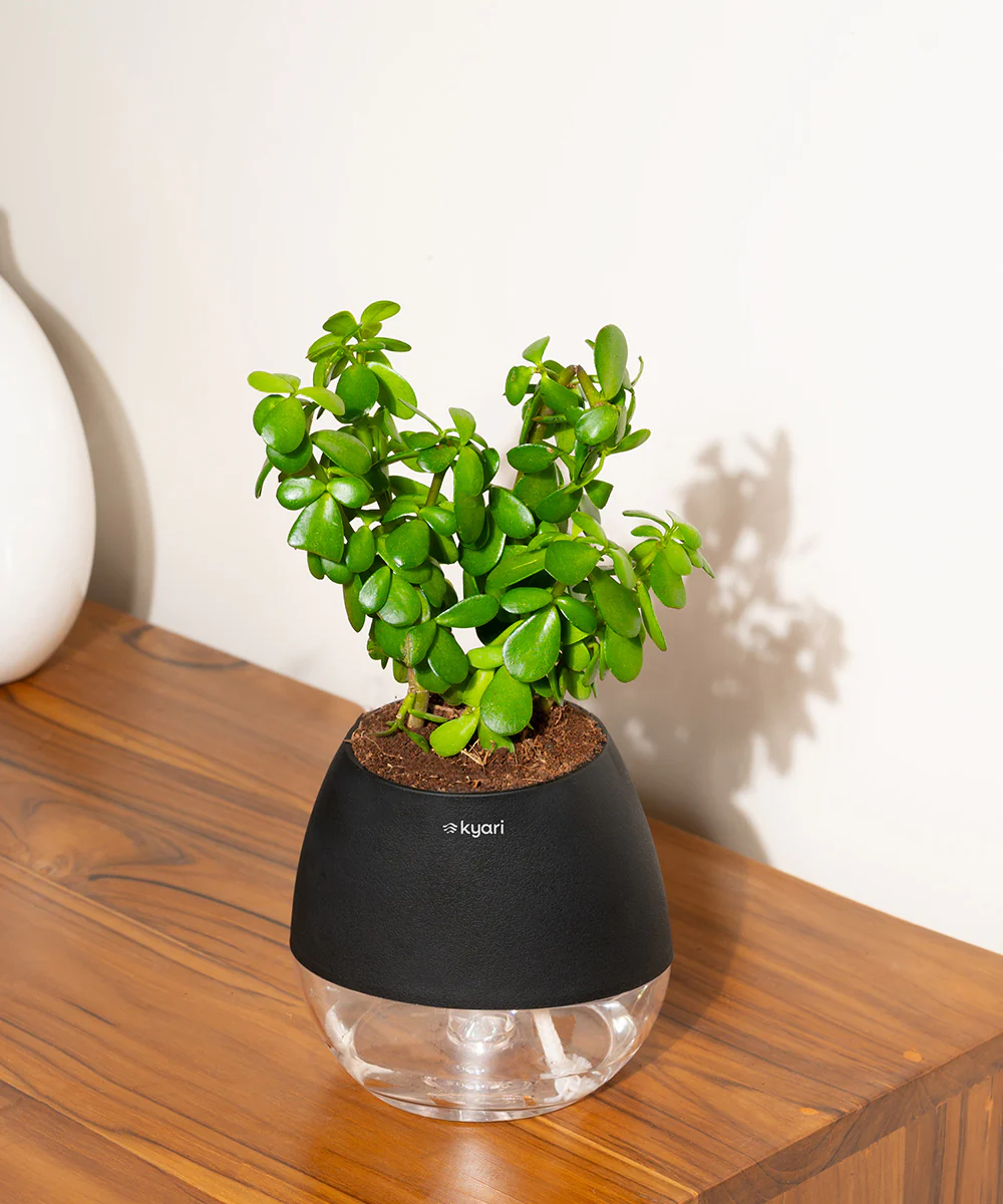 Product image 96