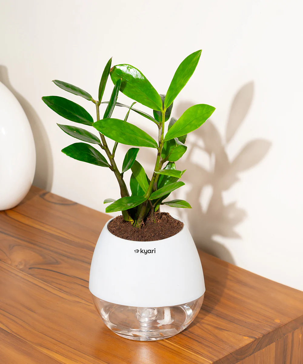 Product image 100