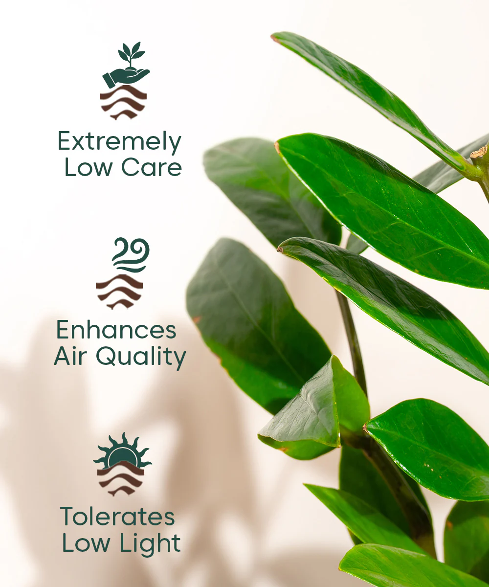 Product image 80